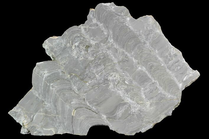 Polished Stromatolite (Kussiella) Slab - Russia #91811